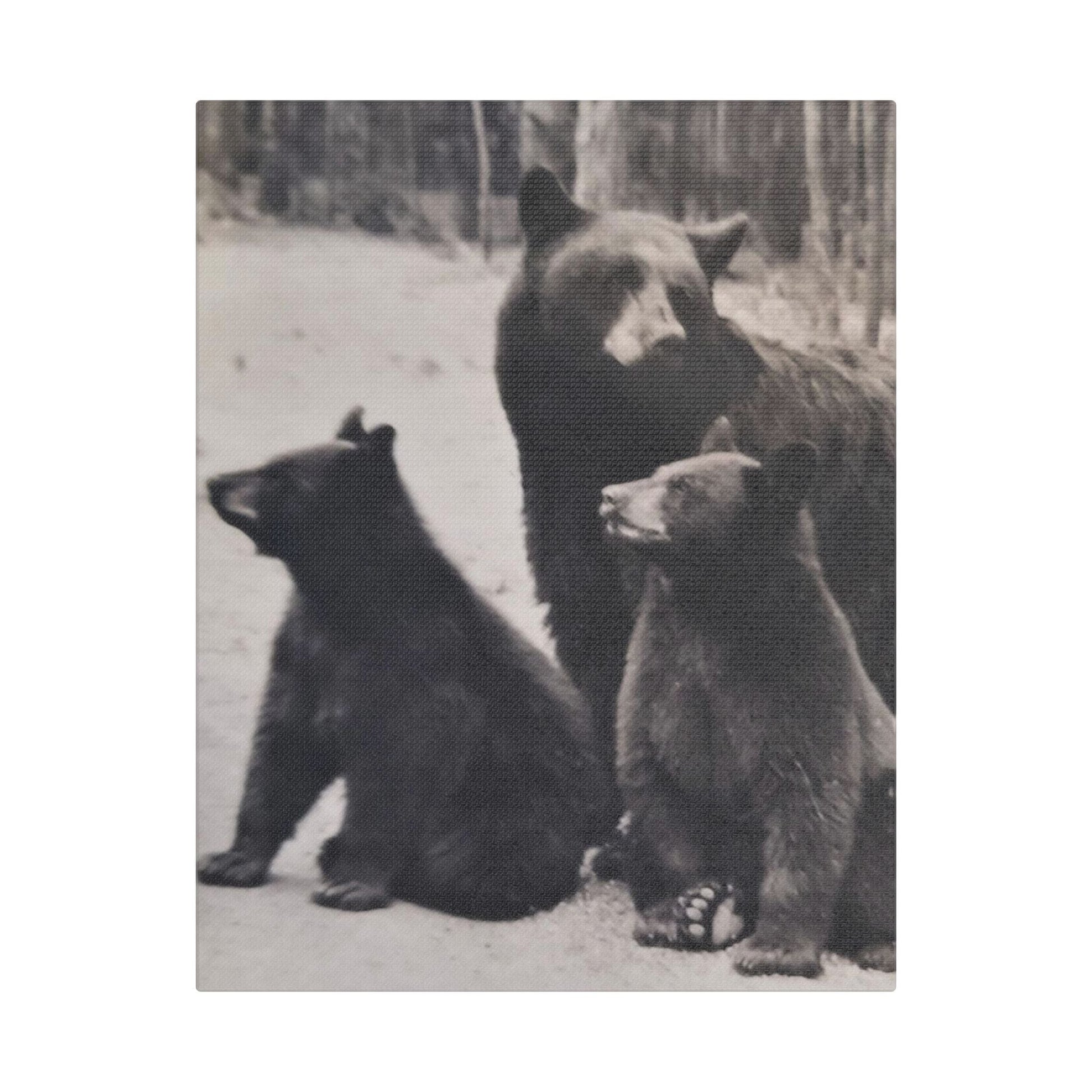Yellowstone Black Bears Satin Canvas Stretched