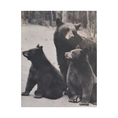 Yellowstone Black Bears Satin Canvas Stretched
