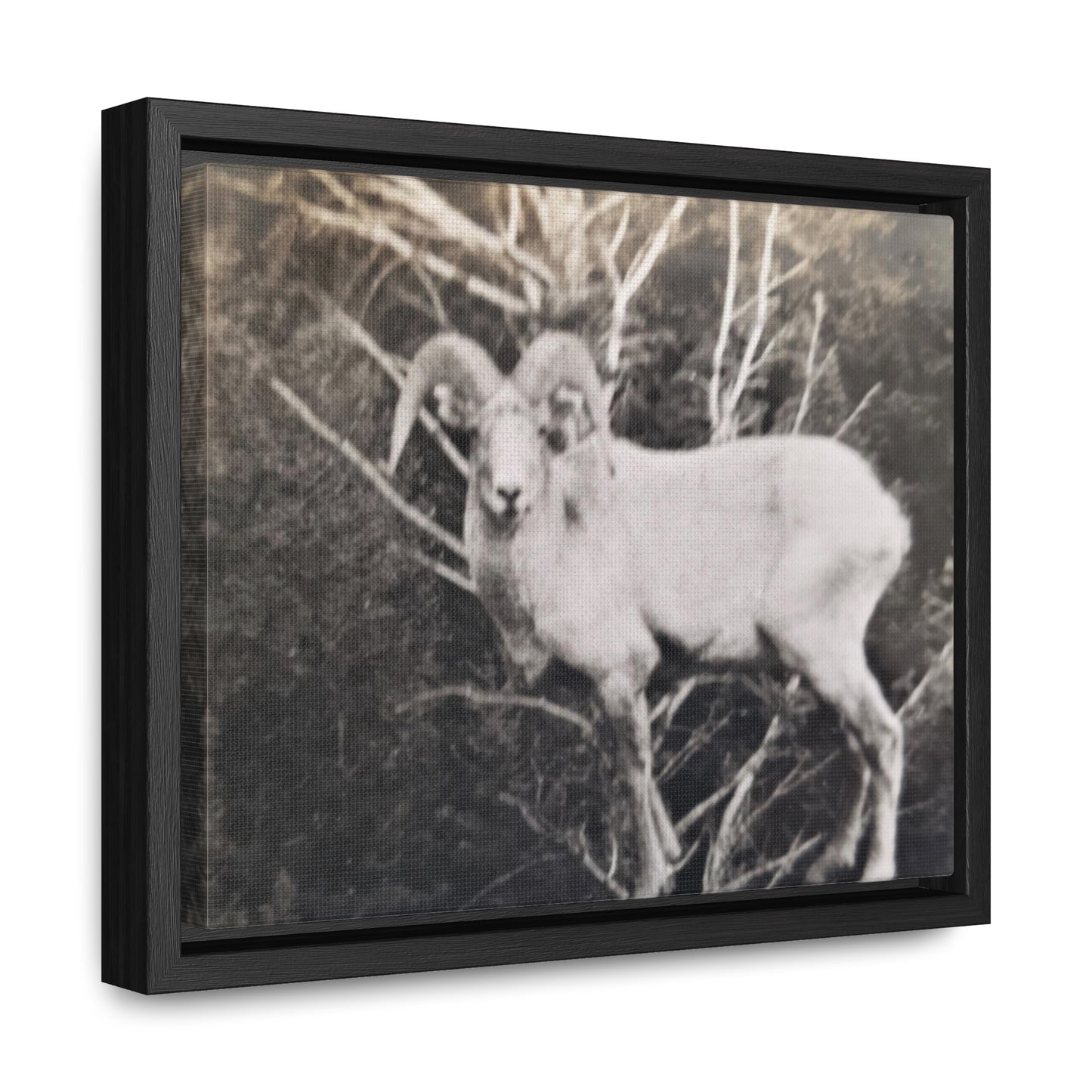 Yellowstone Big Horn Sheep Gallery Canvas Wraps, Horizontal Frame