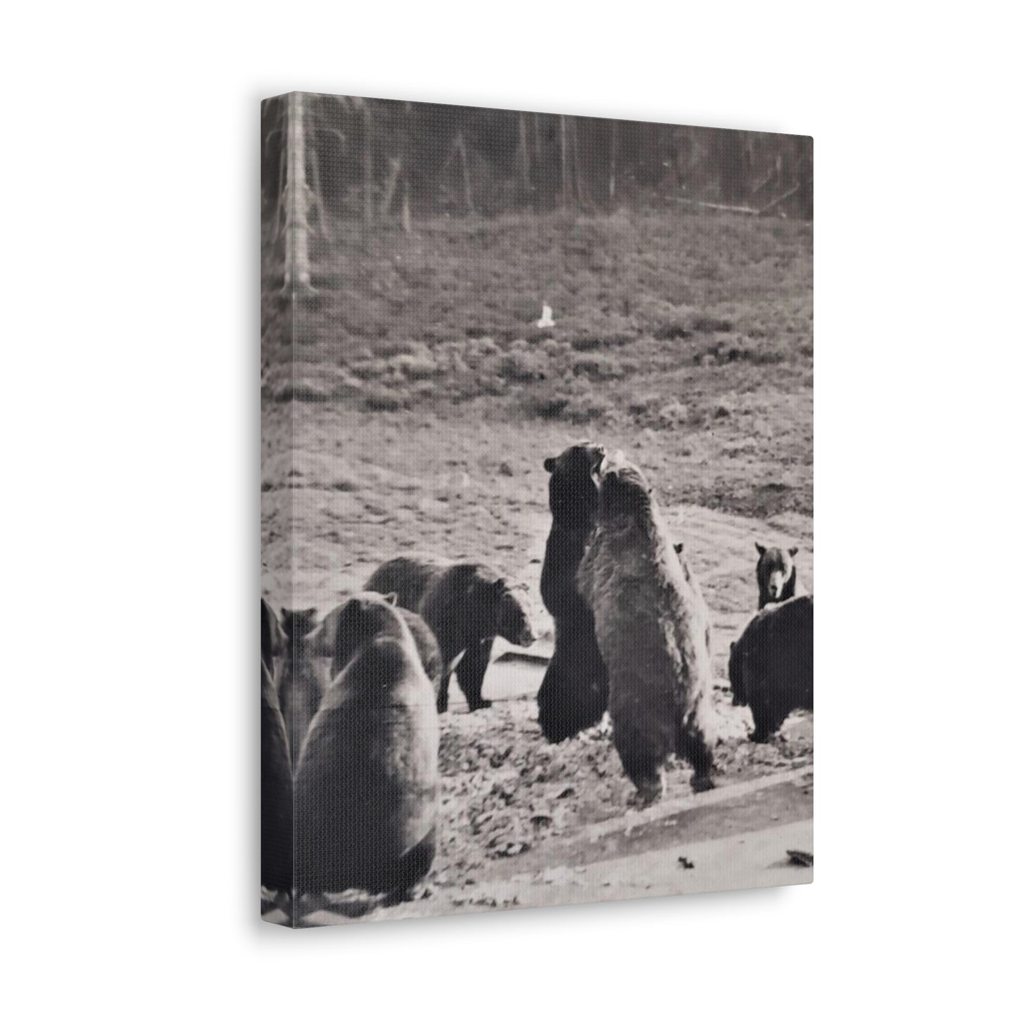 Yellowstone Grizzly Bears Canvas Gallery Wraps