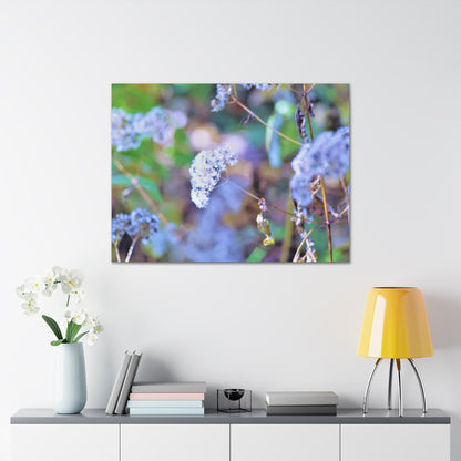 Macro Blue Canvas Gallery Wraps