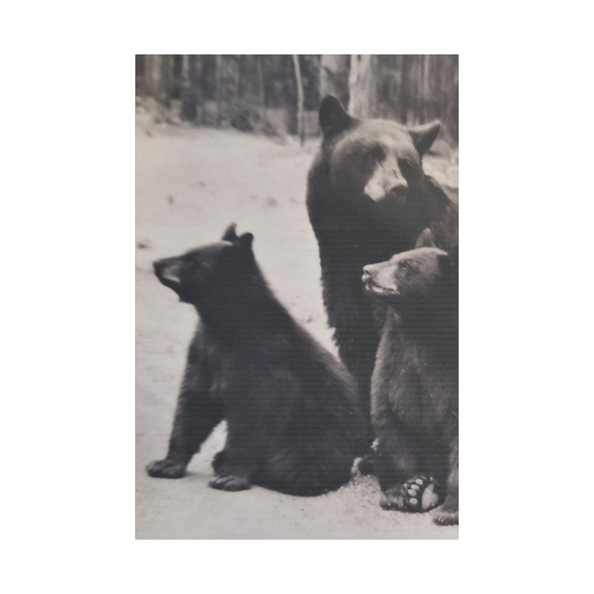 Yellowstone Black Bears Satin Canvas Stretched