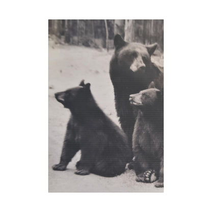 Yellowstone Black Bears Satin Canvas Stretched