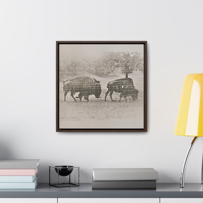 Buffalo at Redwood Falls Gallery Canvas Wraps Square Frame 16″ x 16″ Premium Gallery Wraps (1.25″) Walnut