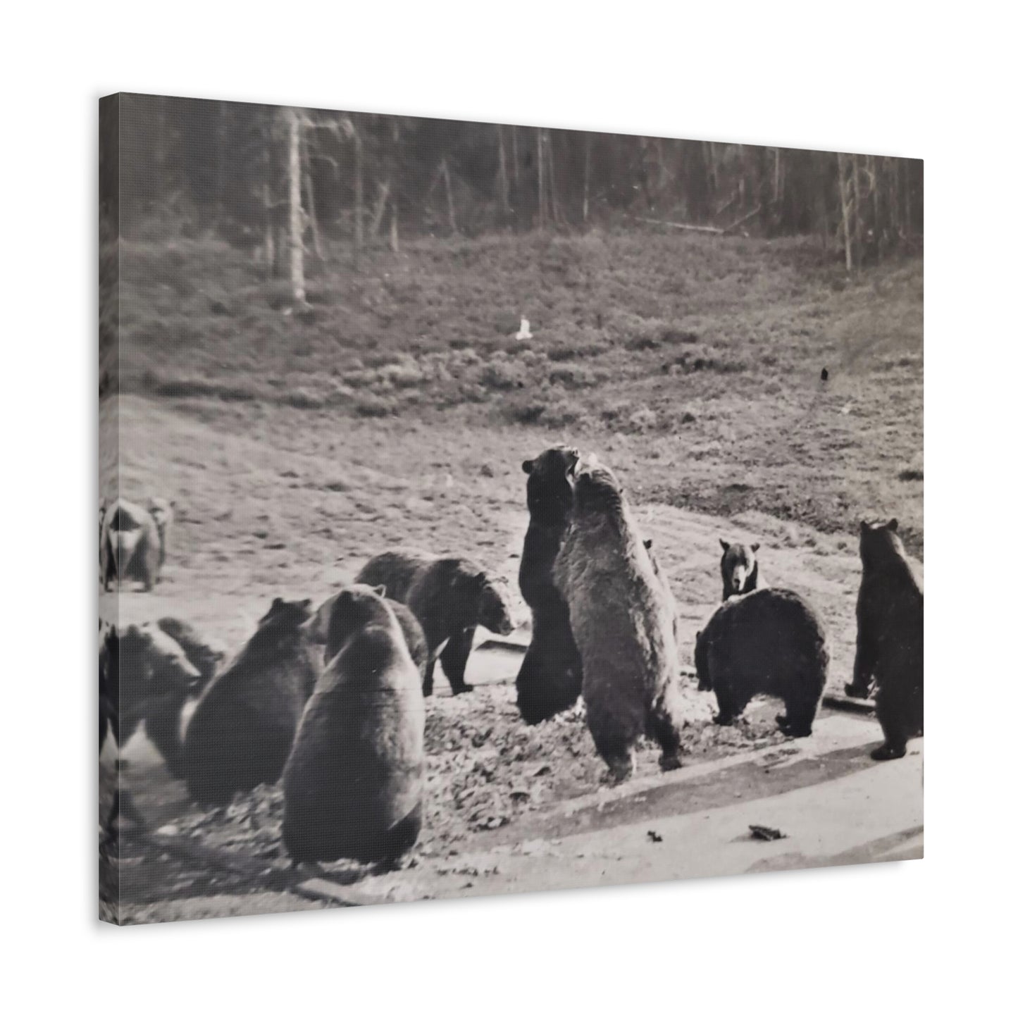 Yellowstone Grizzly Bears Stretched Canvas