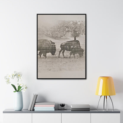 Buffalo at Redwood Falls Gallery Canvas Wraps Vertical Frame 30″ x 40″ Premium Gallery Wraps (1.25″) Black