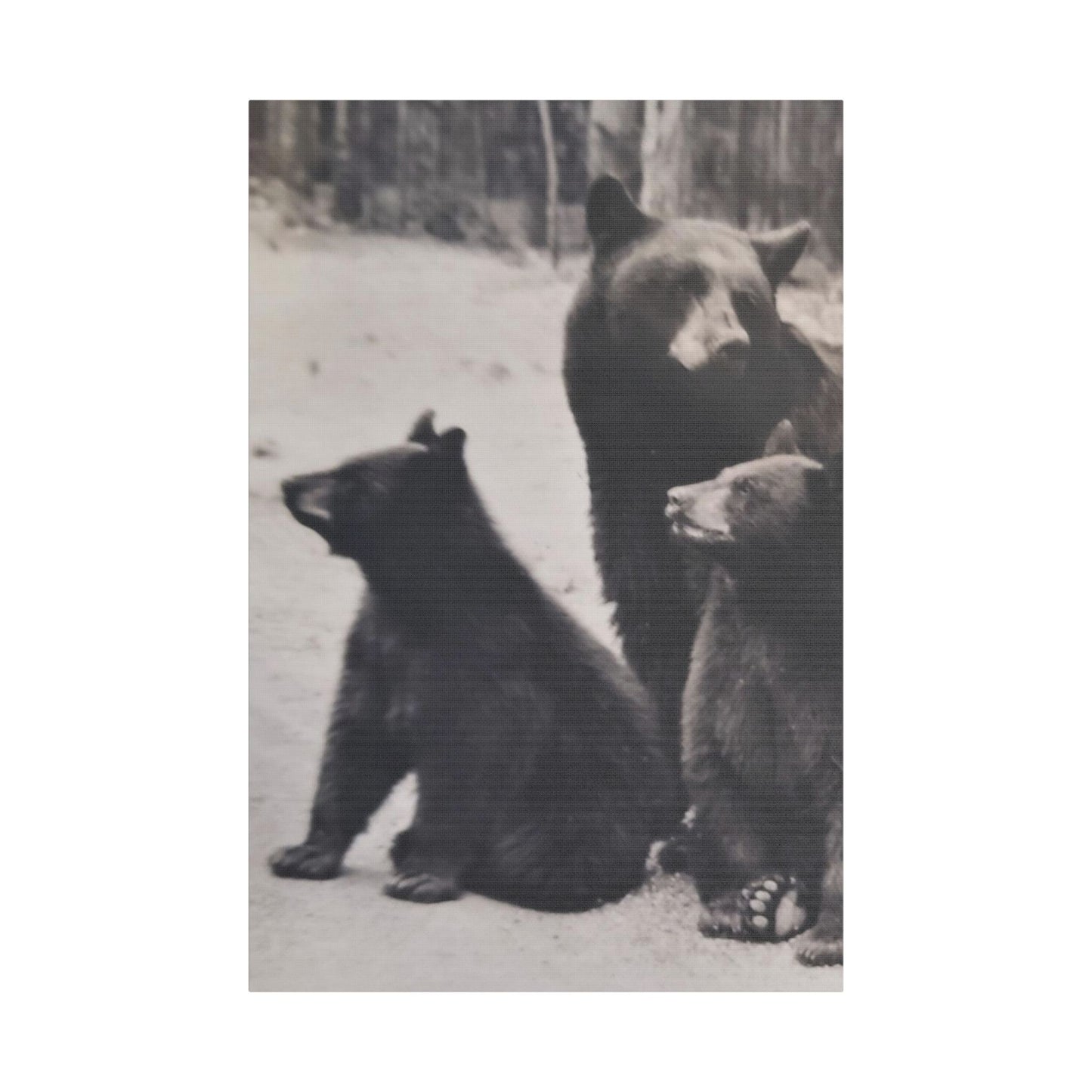 Yellowstone Black Bears Satin Canvas, Stretched