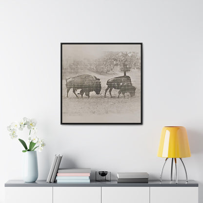 Buffalo at Redwood Falls Gallery Canvas Wraps Square Frame 30″ x 30″ Premium Gallery Wraps (1.25″) Black