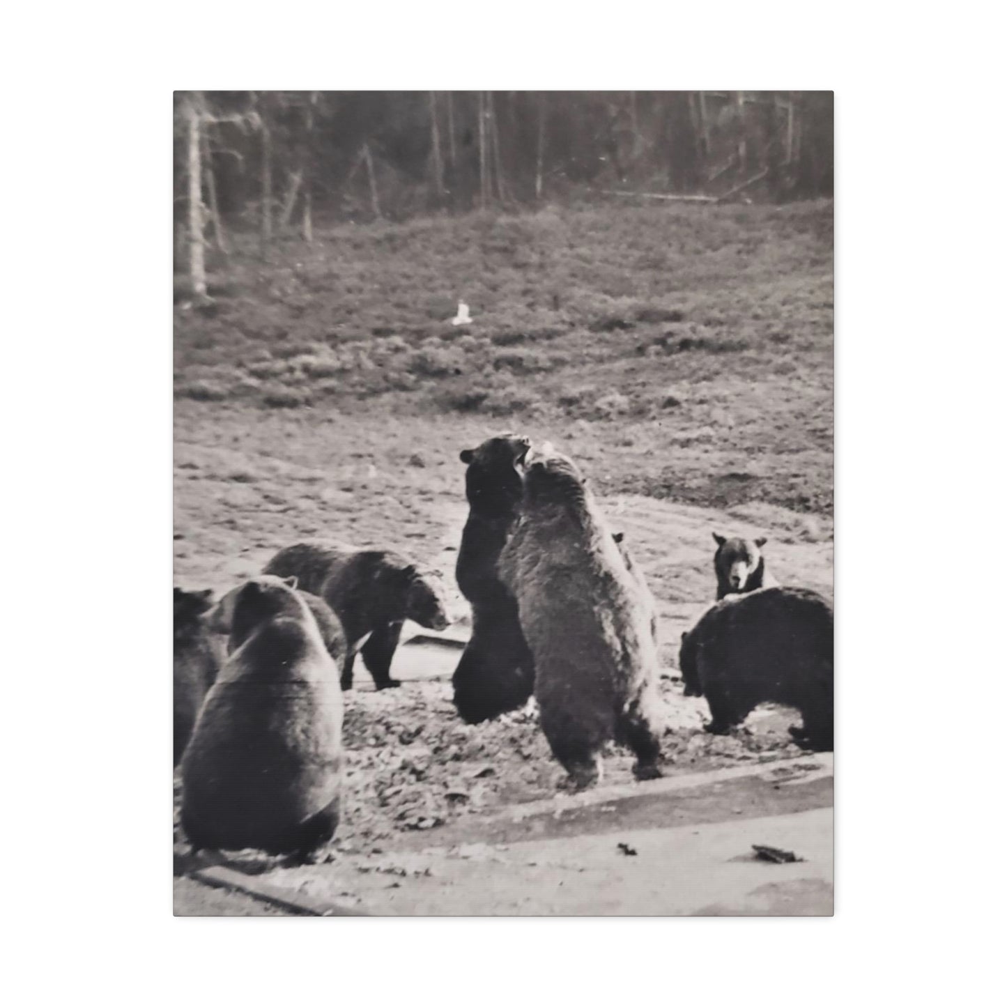 Yellowstone Grizzly Bears Stretched Canvas