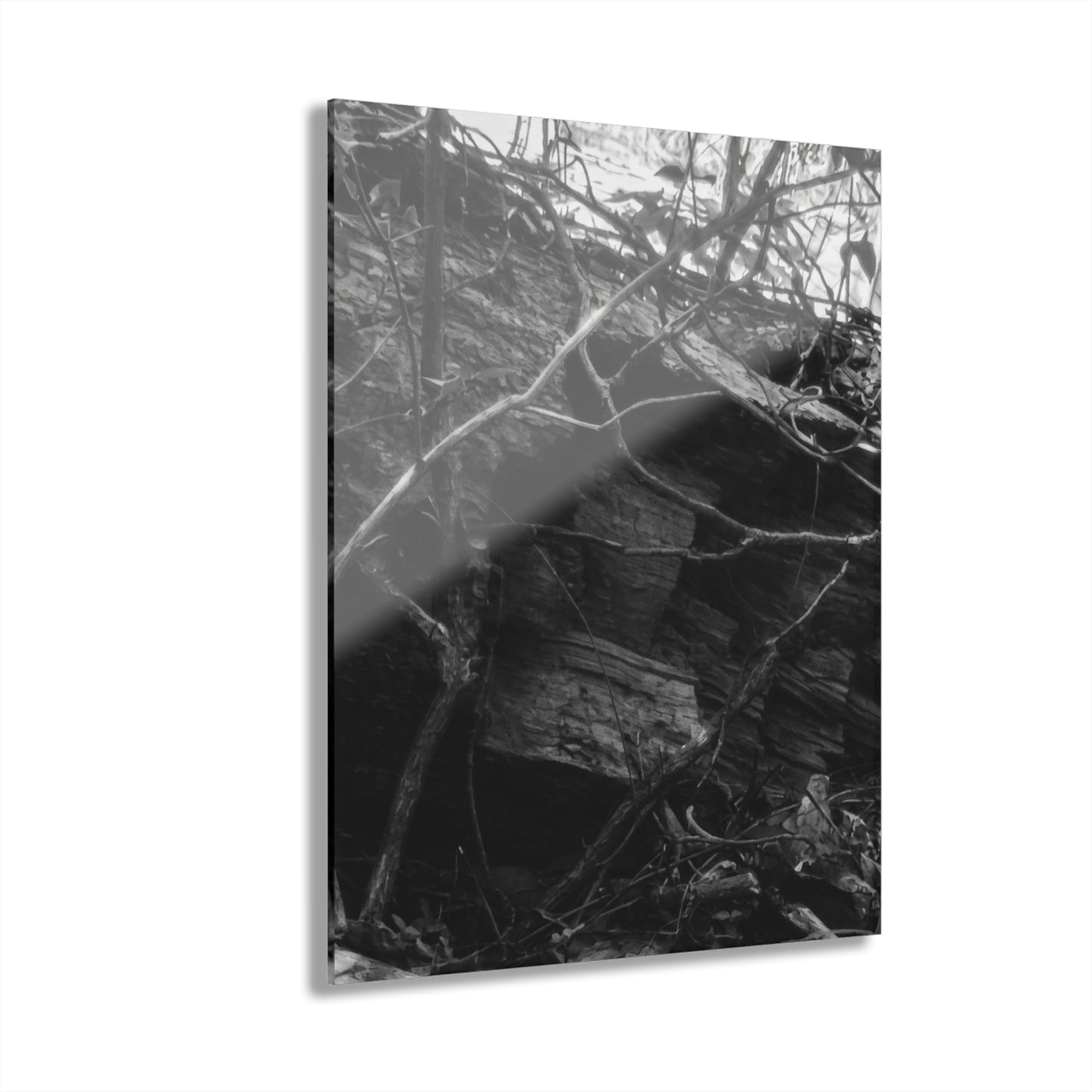Black & White Forest Acrylic Print French Cleat Hang - - Home Decor