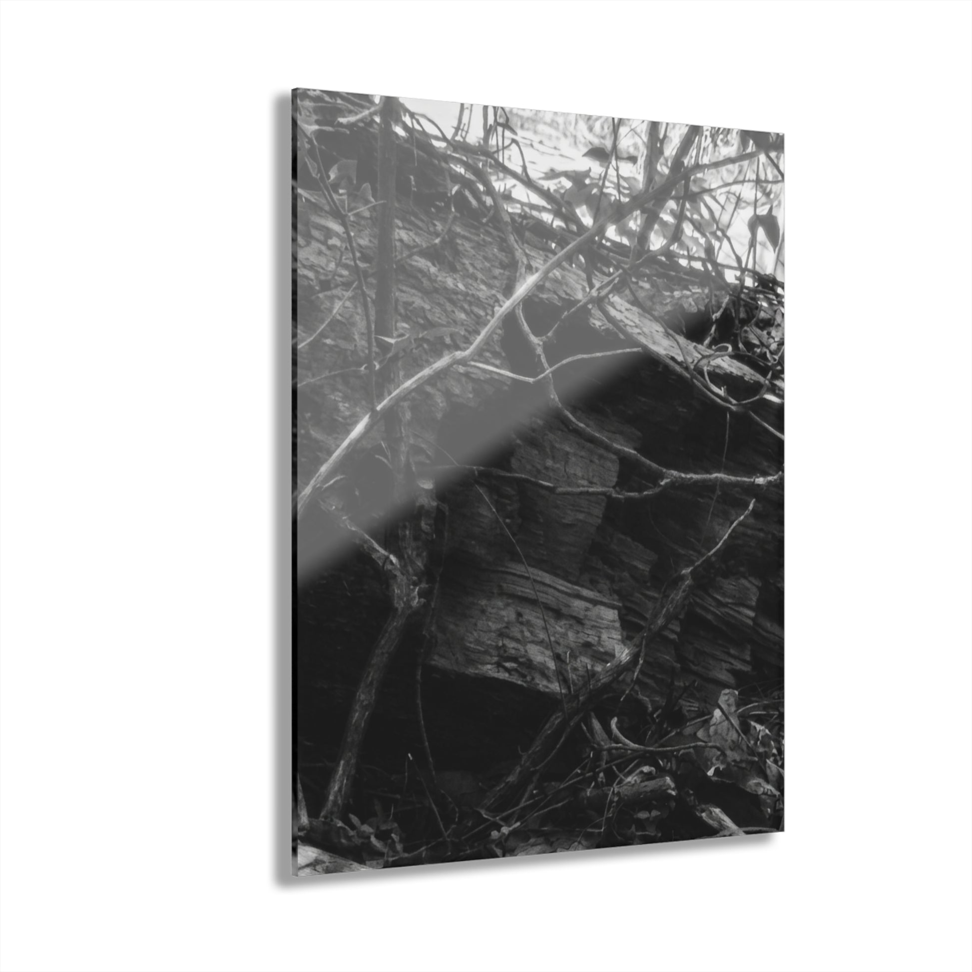 Black & White Forest Acrylic Print French Cleat Hang - - Home Decor