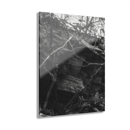 Black & White Forest Acrylic Print French Cleat Hang - - Home Decor