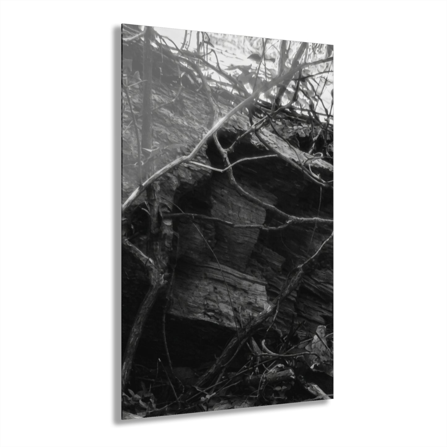 Black & White Forest Acrylic Print French Cleat Hang - - Home Decor
