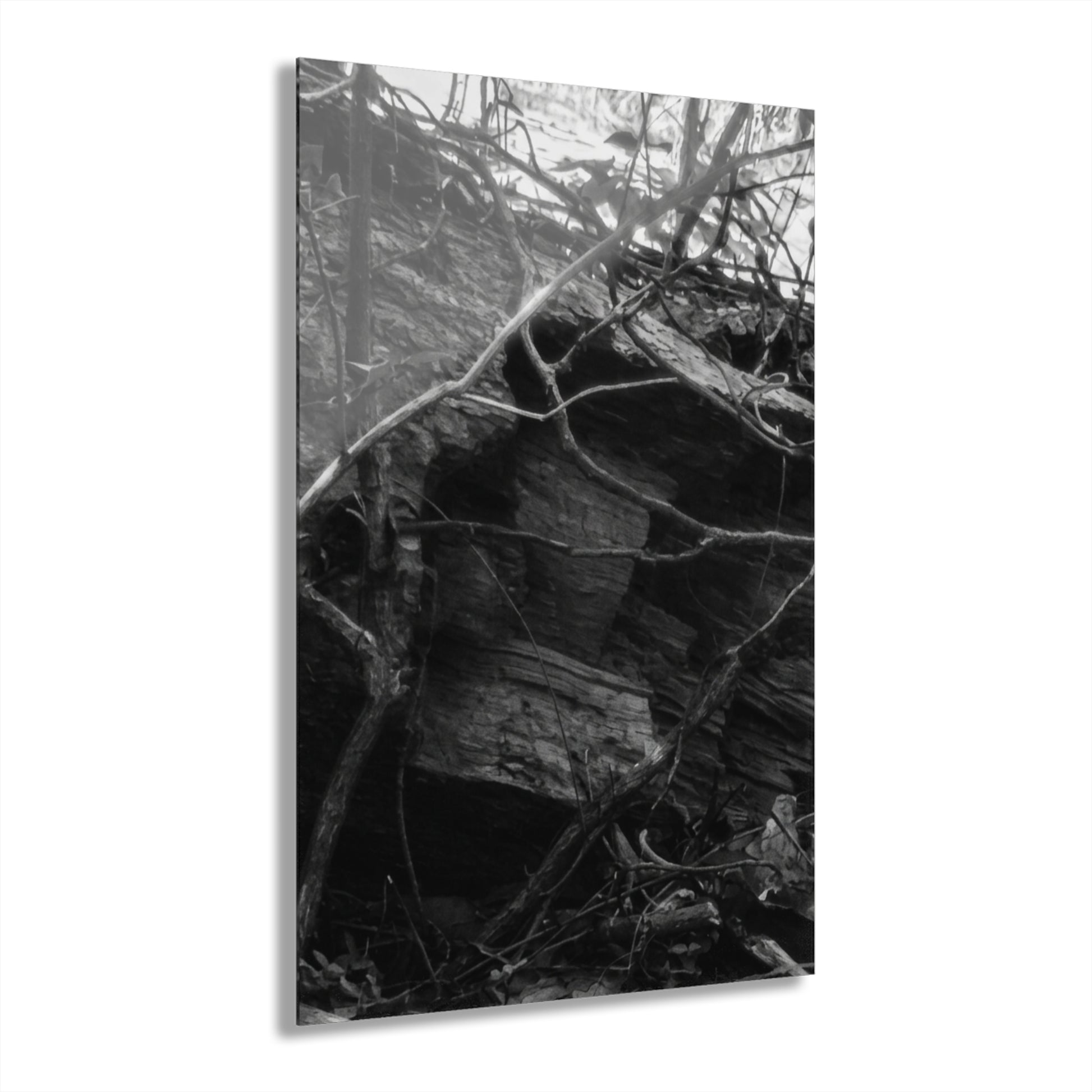 Black & White Forest Acrylic Print French Cleat Hang - - Home Decor