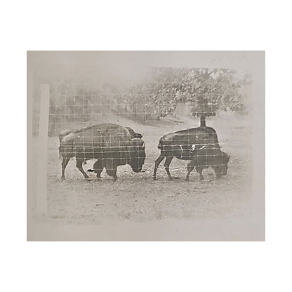 Buffalo at Redwood Falls Satin Canvas Stretched
