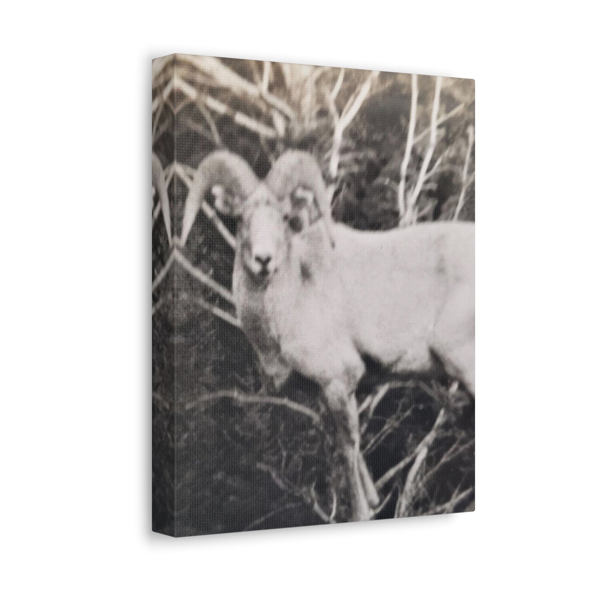 Yellowstone Big Horn Sheep Stretched Canvas