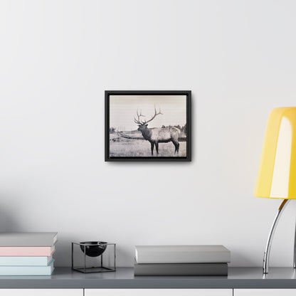 Yellowstone Bull Elk Gallery Canvas Wraps Horizontal Frame 10″ x 8″ Black Premium Gallery Wraps (1.25″)
