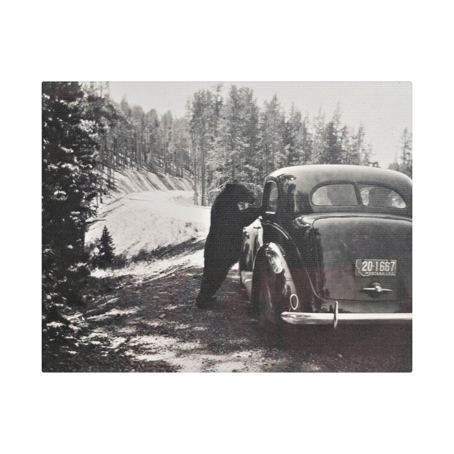 Yellowstone Bear Car Satin Canvas Stretched
