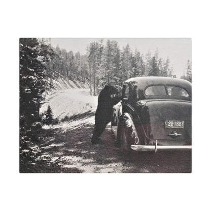 Yellowstone Bear Car Satin Canvas Stretched
