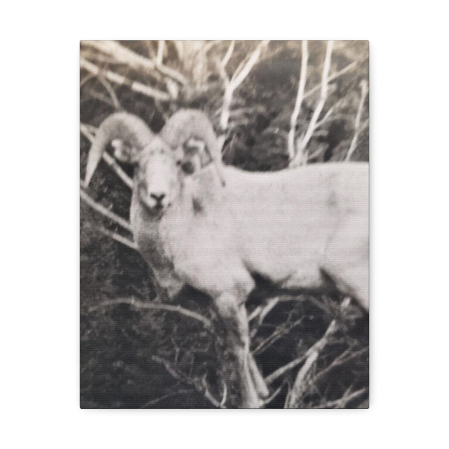 Yellowstone Big Horn Sheep Stretched Canvas