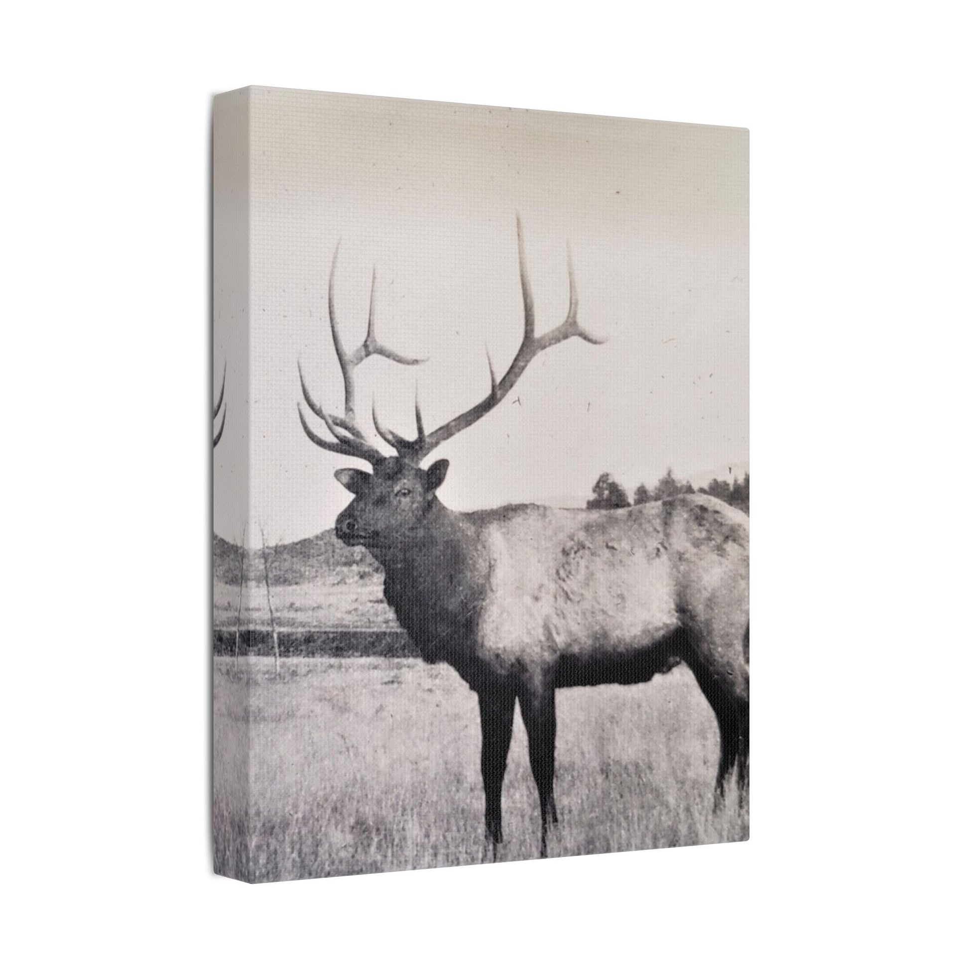 Yellowstone Bull Elk Satin Canvas Stretched