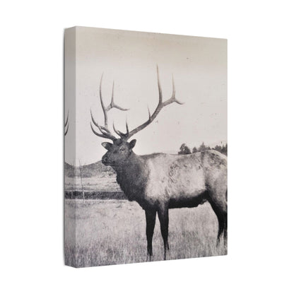 Yellowstone Bull Elk Satin Canvas Stretched
