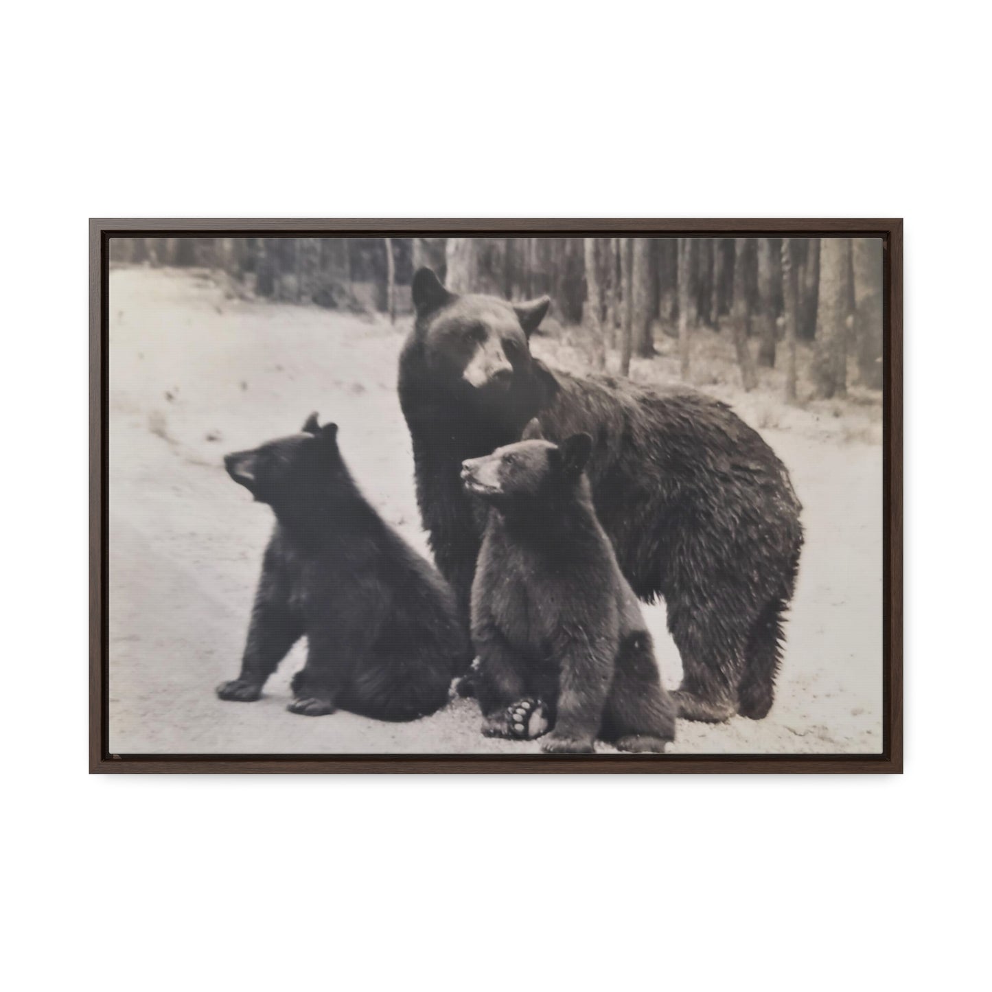 Yellowstone Black Bears Gallery Canvas Wraps, Horizontal Frame