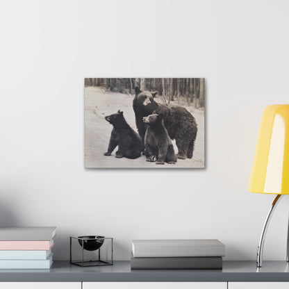 Yellowstone Black Bears Canvas Gallery Wraps 16″ x 12″ 1.25"