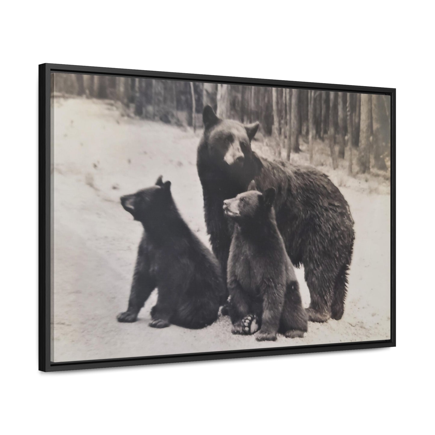 Yellowstone Black Bears Gallery Canvas Wraps, Horizontal Frame