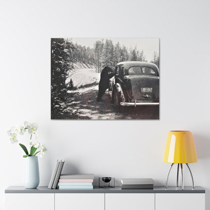 Yellowstone Bear Car Canvas Gallery Wraps 40″ x 30″ 1.25"