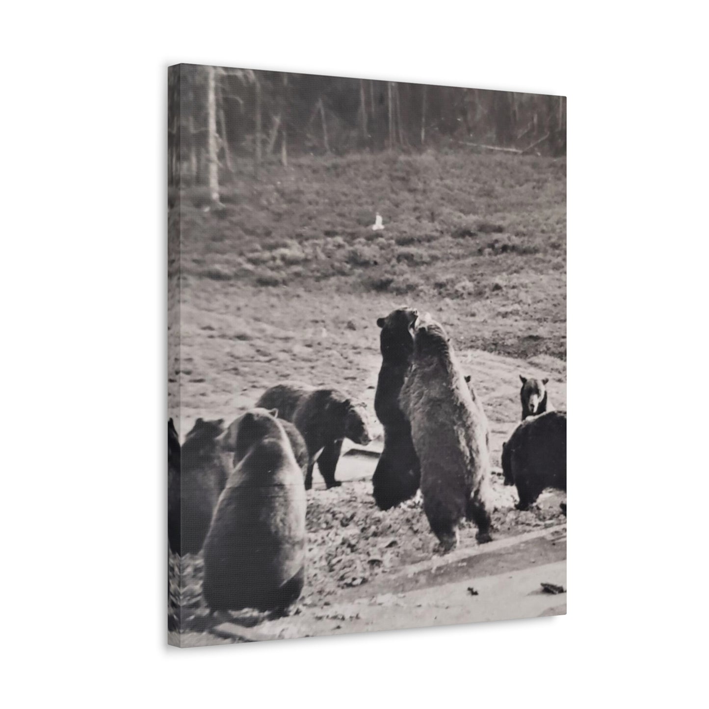 Yellowstone Grizzly Bears Canvas Gallery Wraps