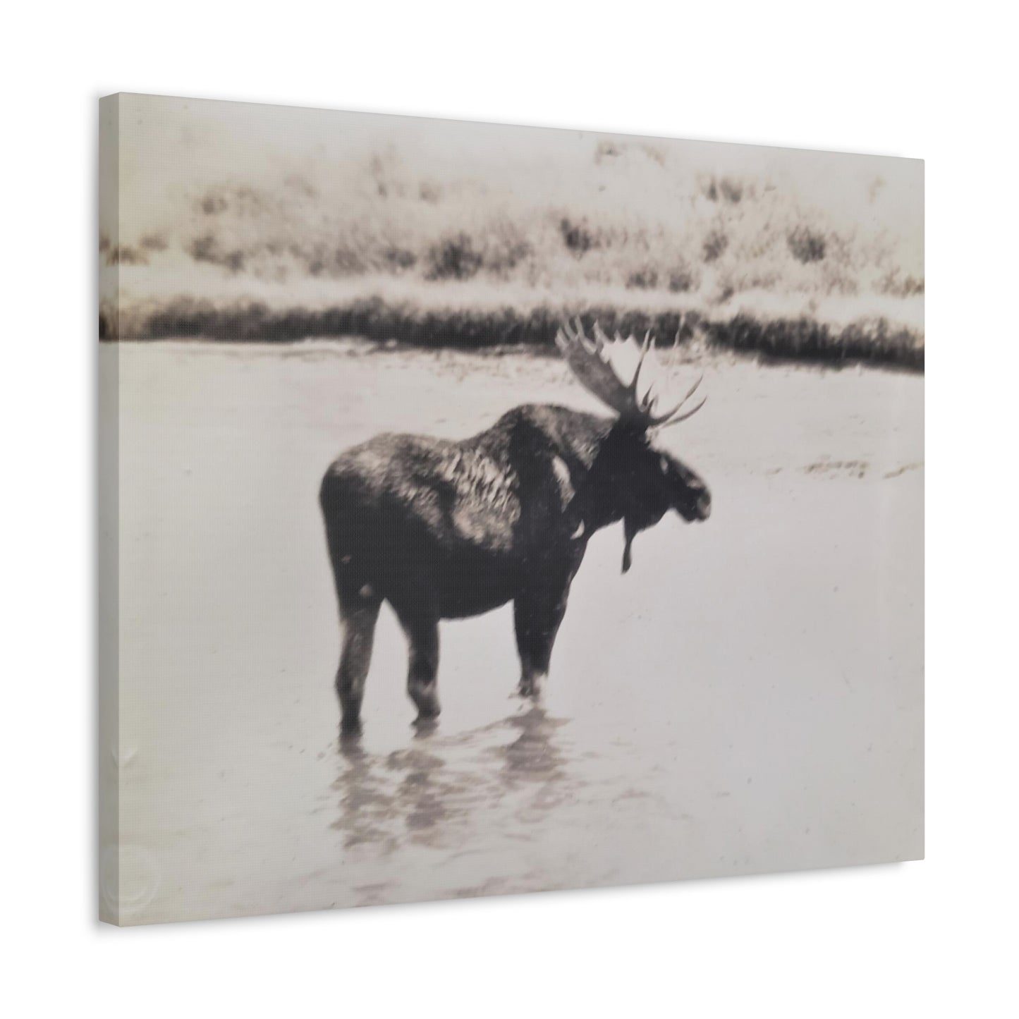 Yellowstone Bull Moose Stretched Canvas