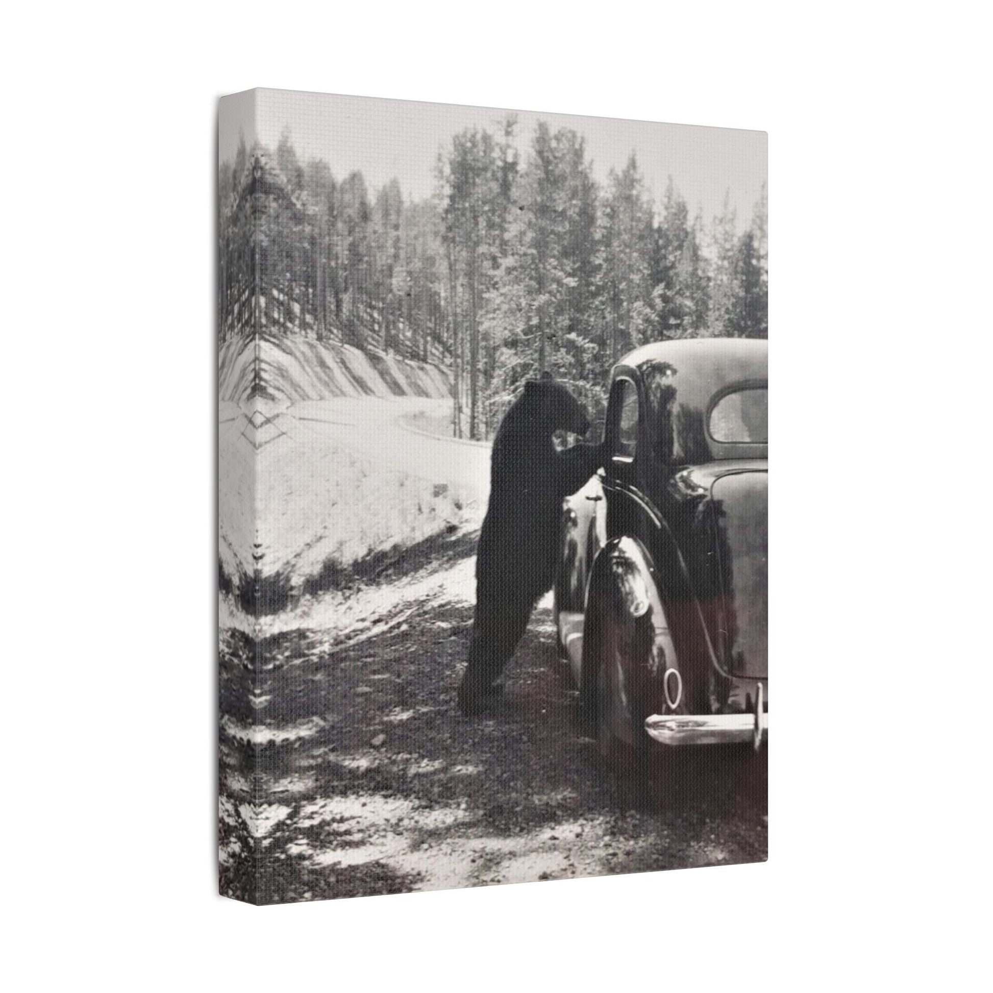 Yellowstone Bear Car Satin Canvas Stretched