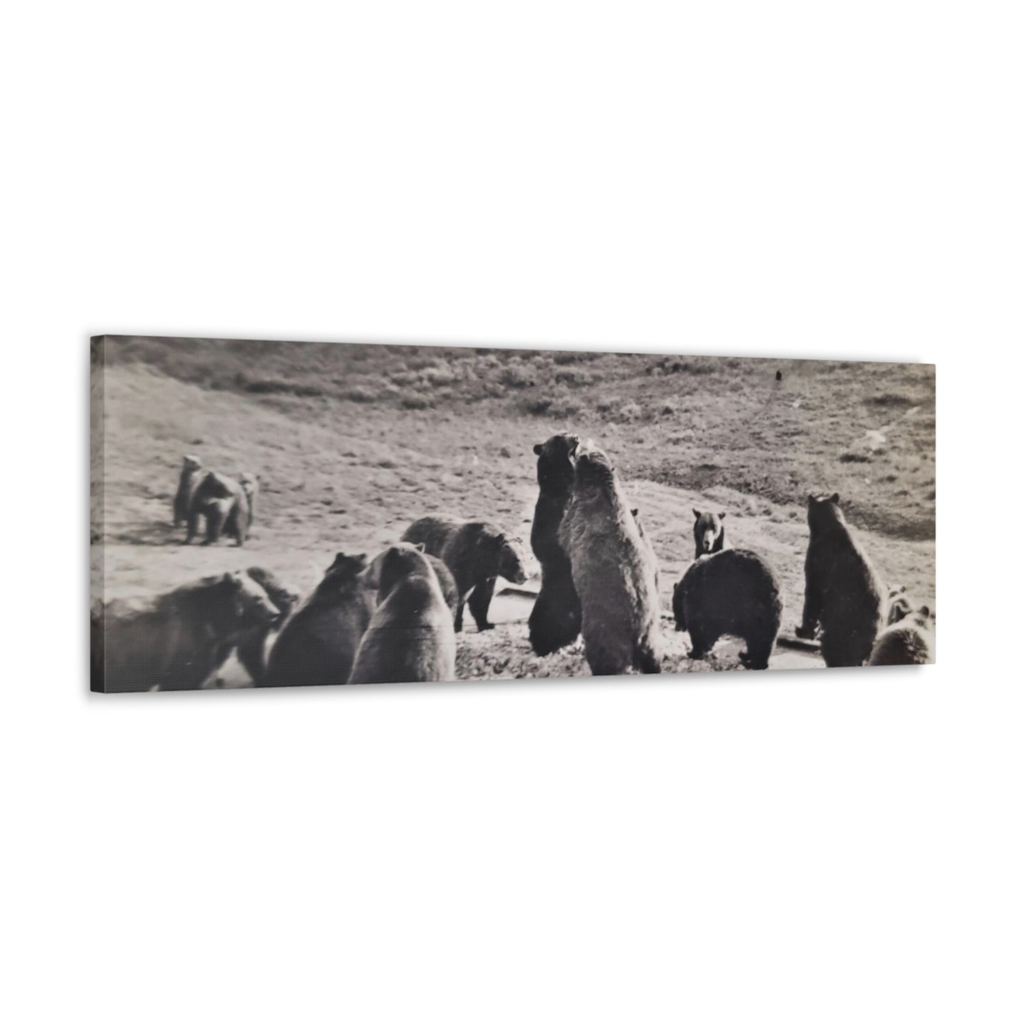 Yellowstone Grizzly Bears Canvas Gallery Wraps