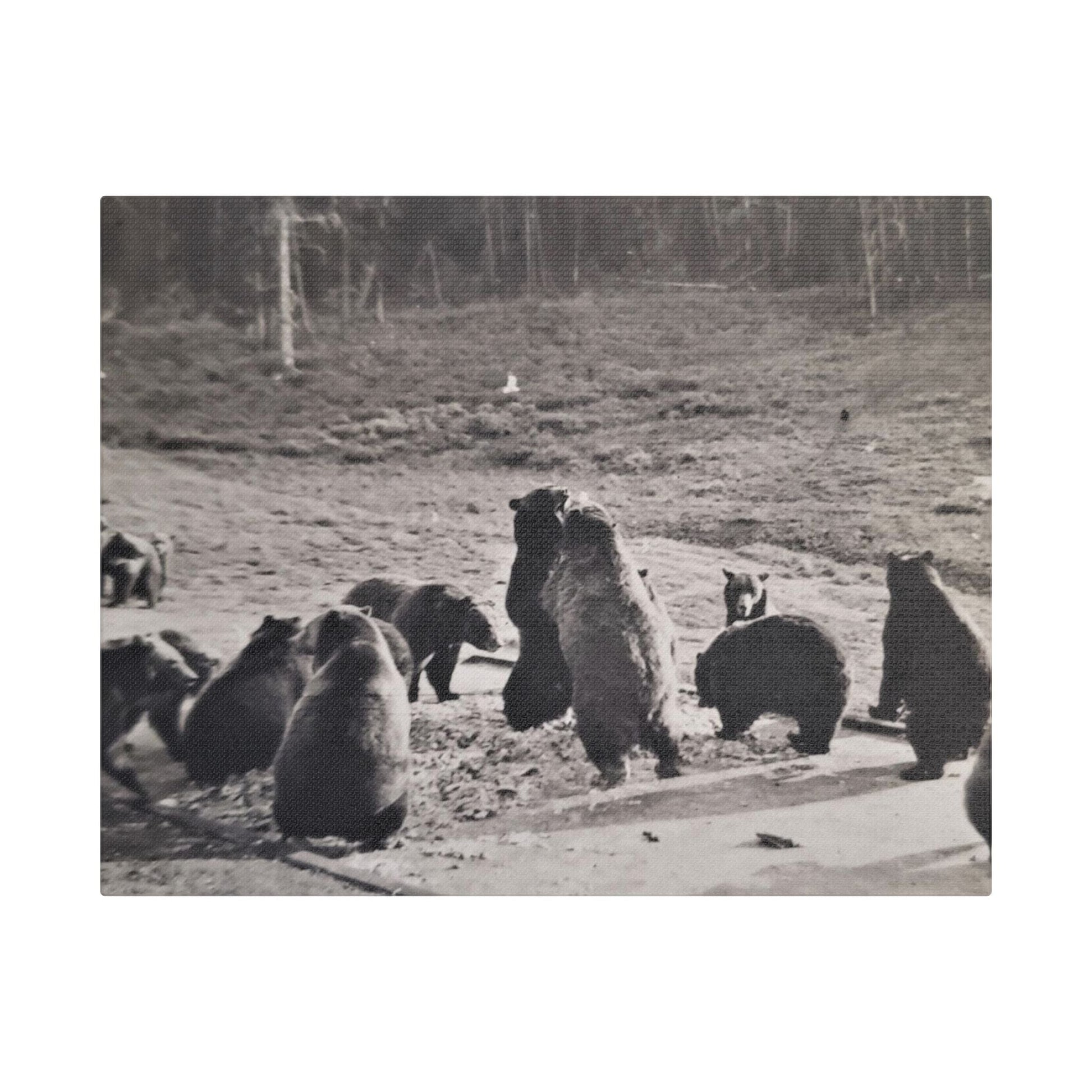 Yellowstone Grizzly Bears Satin Canvas Stretched