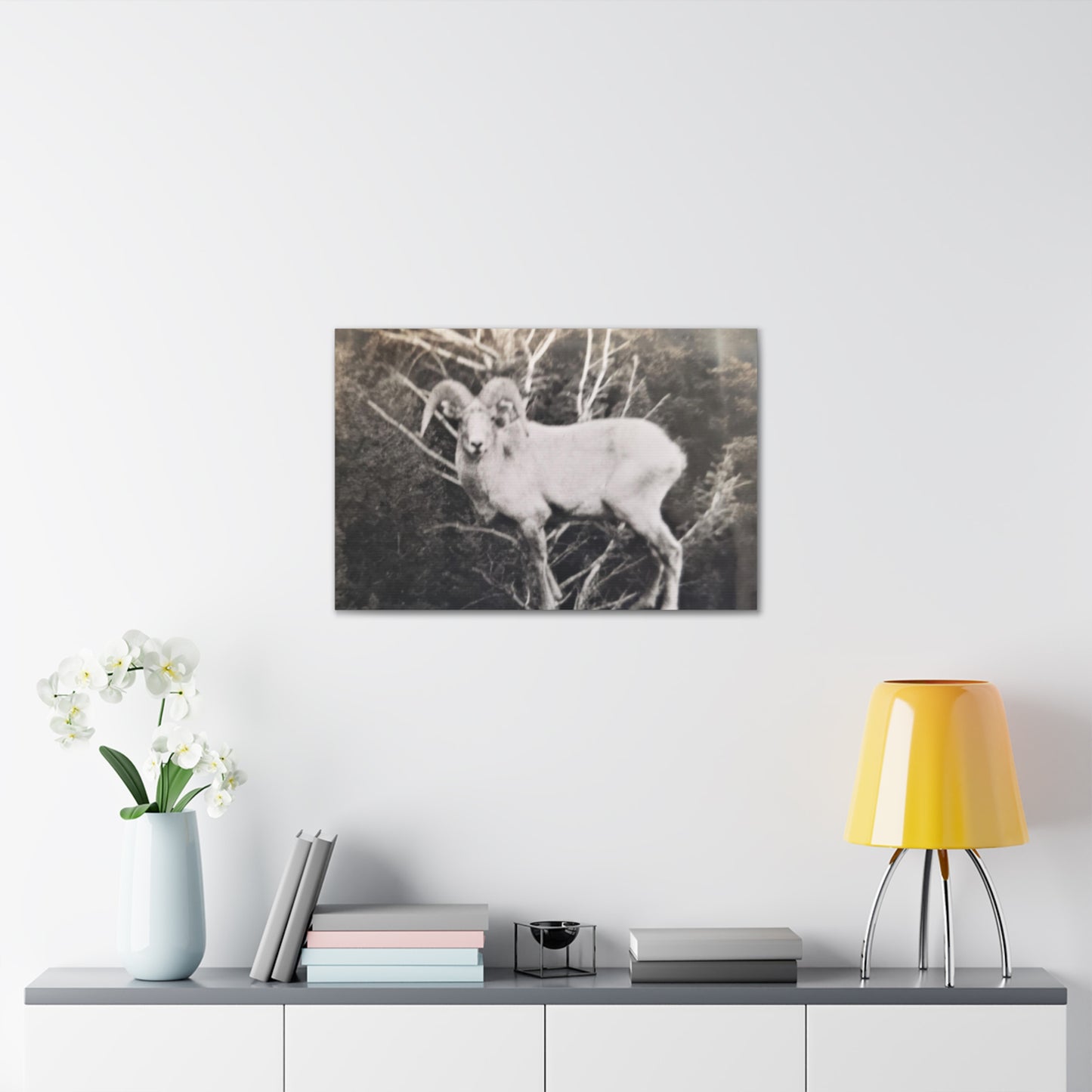 Yellowstone Big Horn Sheep Canvas Gallery Wraps