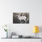 Yellowstone Big Horn Sheep Canvas Gallery Wraps 30" x 20" 1.25"