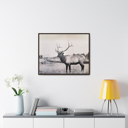 Yellowstone Bull Elk Gallery Canvas Wraps Horizontal Frame 30″ x 24″ Walnut Premium Gallery Wraps (1.25″)