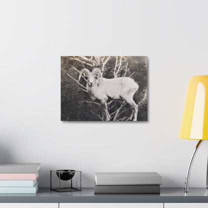 Yellowstone Big Horn Sheep Stretched Canvas 1.5" 16″ x 12″
