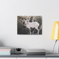Yellowstone Big Horn Sheep Stretched Canvas 1.5" 16″ x 12″