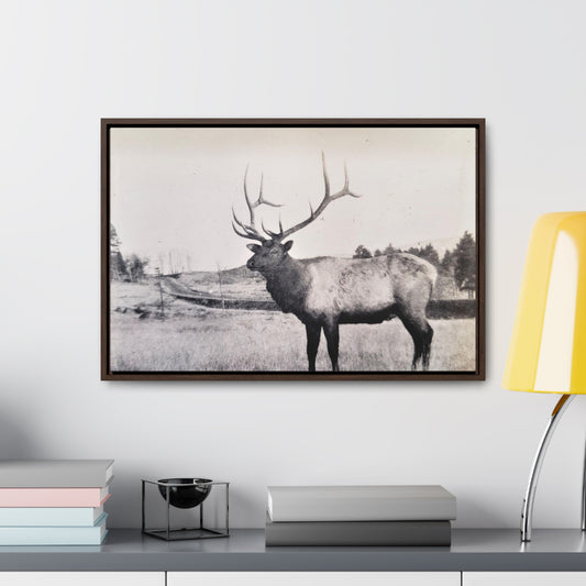 Yellowstone Bull Elk Gallery Canvas Wraps, Horizontal Frame