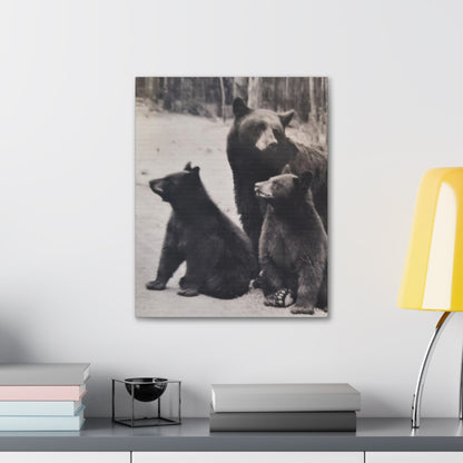 Yellowstone Black Bears Canvas Gallery Wraps 16″ x 20″ 1.25"