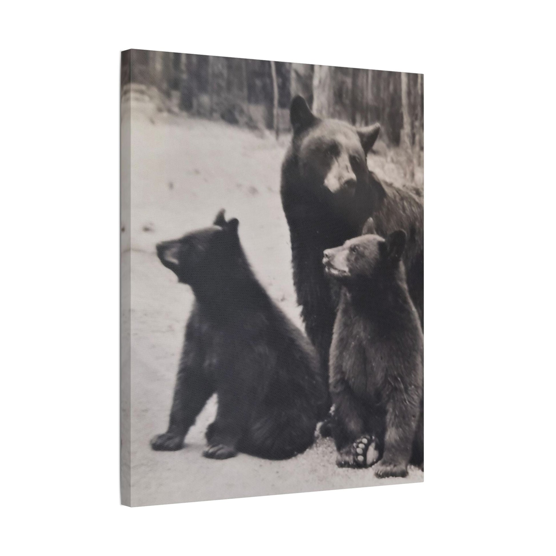 Yellowstone Black Bears Satin Canvas Stretched