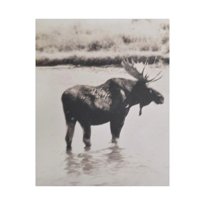 Yellowstone Bull Moose Satin Canvas, Stretched 24" x 30" (Vertical) 1.5"