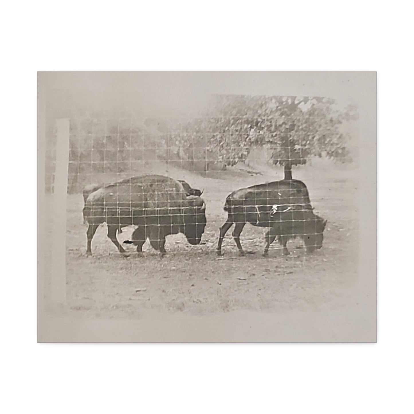 Buffalo at Redwood Falls Stretched Canvas