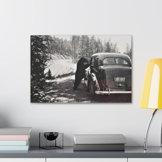 Yellowstone Bear Car Canvas Gallery Wraps