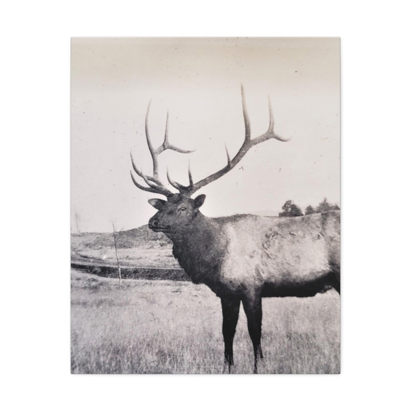 Yellowstone Bull Elk Stretched Canvas