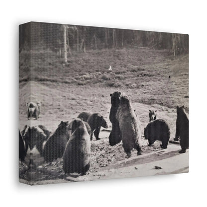 Yellowstone Grizzly Bears Stretched Canvas