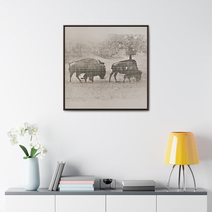Buffalo at Redwood Falls Gallery Canvas Wraps Square Frame