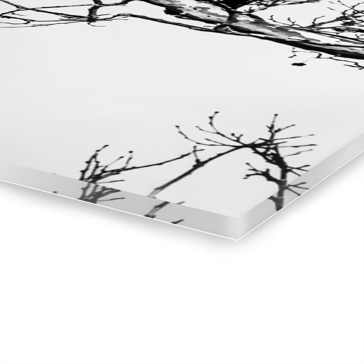 Black & White Buzzards Silhouette Acrylic Print — Modern Minimalist Wall Art - - Home Decor